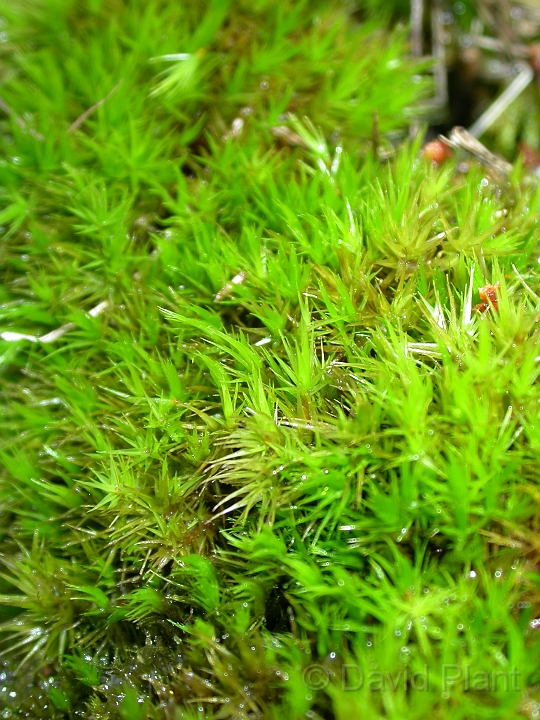 Dicranum bonjeanii - A.jpg - Dicranum bonjeanii - Somerset